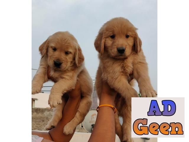 used Golden Retriever Puppies Available and All Type Dog Breed also available for sale for sale 